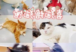 喜猫家政喜猫到家薪资怎么样