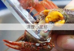 清理小龙虾