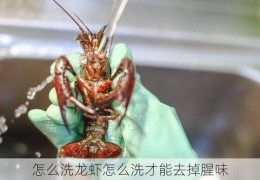 怎么洗龙虾怎么洗才能去掉腥味