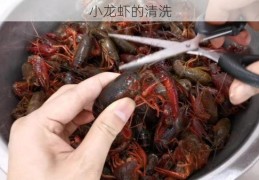 小龙虾的清洗